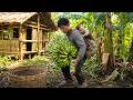 Single Dad Harvests Bananas & Upgrades His Bamboo House – Off Grid Survival Life