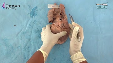 Heart-External Features