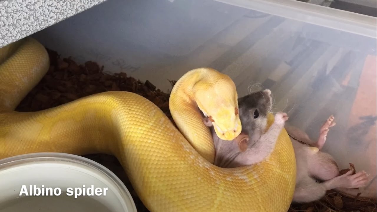 Ball python feeding and packaging contest winners snakes.