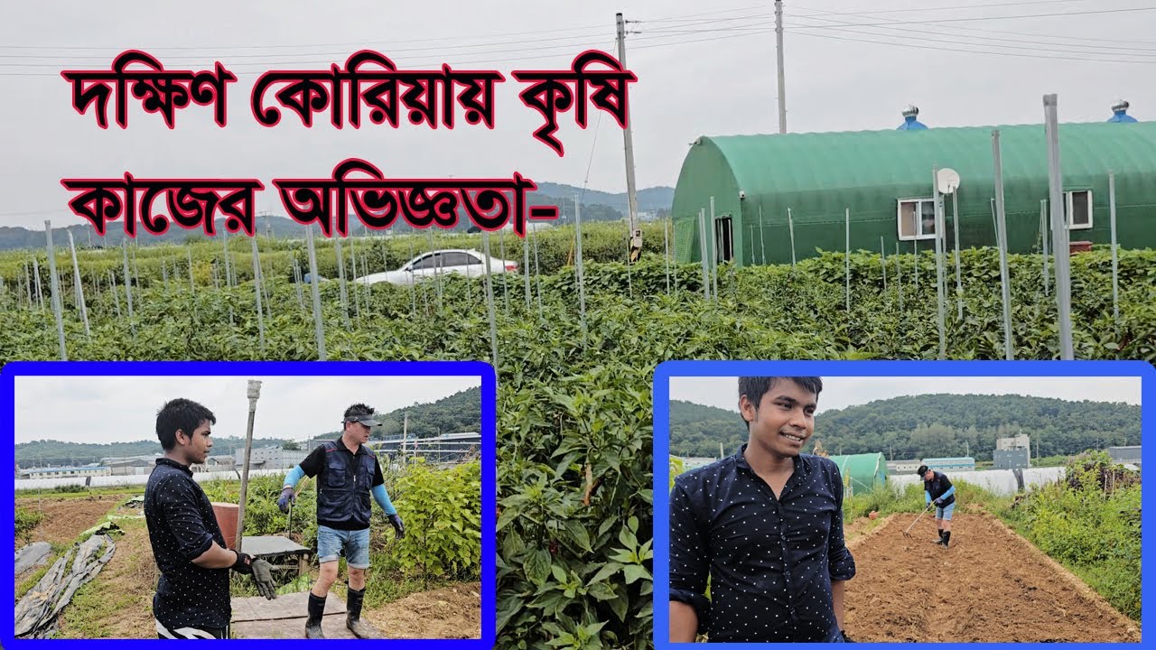 কৃষি কাজের অভিজ্ঞতা এবং টাকার পরিমান দক্ষিণ কোরিয়ায়-