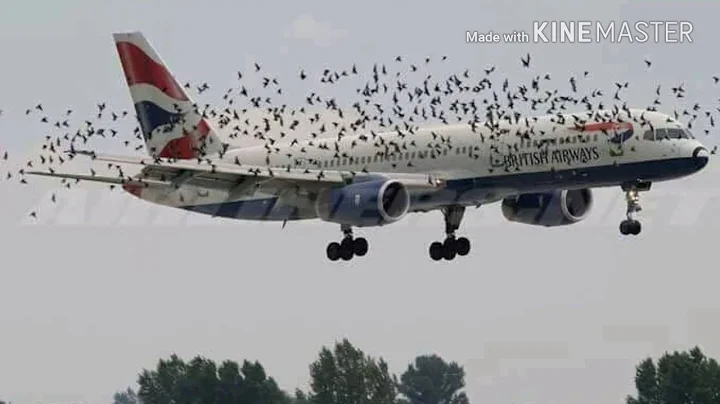 15 Moments You Wouldn't Believe If Not Filmed