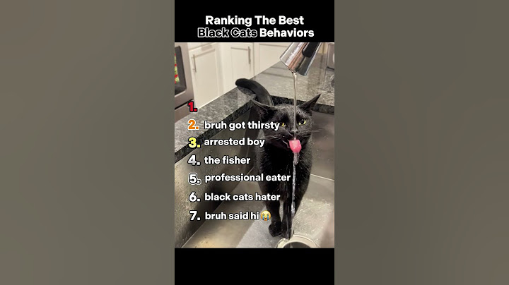 Ranking The Best Black Cats Behaviors