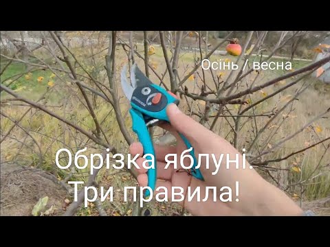 Обрізка яблуні. Три правила.