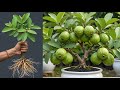Great Technique For Grafting Guava Tree Using With Aloe Vera: how to growing guava tree