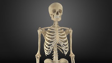 Photorealistic 3D Digital Twin of Human Skeleton | High-Accuracy Scan & Reconstruction