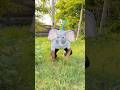 Ye elephant Bahut chalak h ? 😂😂 #funny #youtubeshorts #shorts #comedy #viralvideo #shortsfeed ￼