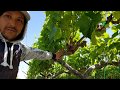 desbrotando y desojando la viña de uva