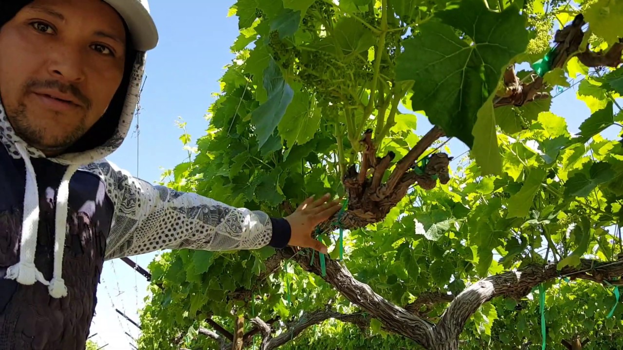 desbrotando y desojando la viña de uva