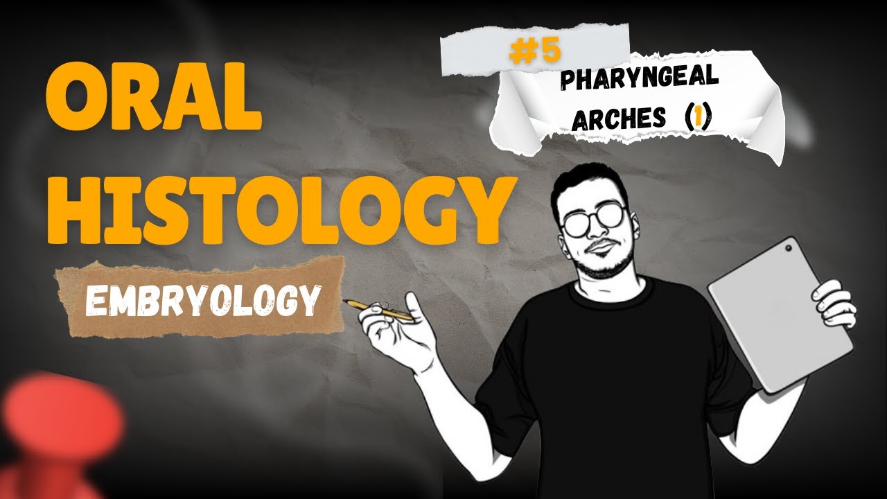 5-Pharyngeal arches development part 1 - YouTube