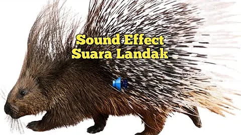 Suara Pikat LANDAK | sound of  Hedgehog #asmr #soundeffects #whitenoise