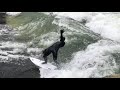 Incredible - surfer saves himself from the icy cold water at the last second