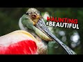 Roseate spoonbills hauntingly beautiful swamp hunters