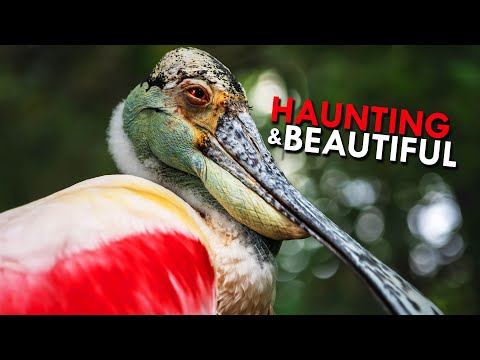 Video: Roseate spoonbills huzaa wakati gani?