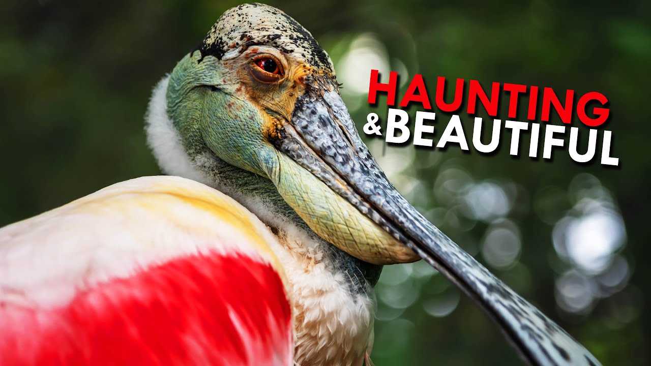 Play: Meet the pink hunters of the swamp