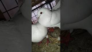 ?West Bengal Pigeon Lovers kabootar viral Kabotar Baaz pigeon shorts pets kabootarbazi short