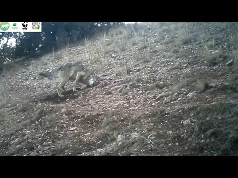 Տեսանյութ.Խոսրովի անտառում տեսախցիկները գայլ են ֆիքսել