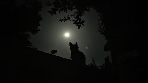 half random gameplays as murd and sheriff  (murder vs sheriffs gameplay 🐈‍⬛).