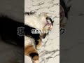 #猫 #cat #癒やされる #猫動画 #猫のいる生活 #癒される