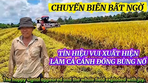MỘT CHUYỂN ĐỘNG BẤT NGỜ KHIẾN CHO CÁNH ĐỒNG LÚA RỘN RÀNG MÙA XUÂN|Giải Trí Miền Tây