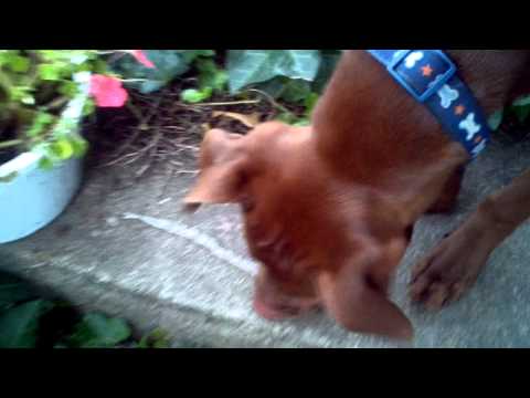 Pitbull Mix Tries To Eat Snake Skin - Part 1