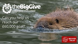 Big Give 2024: Double your impact