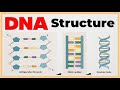 Structure of DNA Explained In Hindi