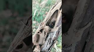 क्या आपने कभी सोचा है कि एक सूखी लकड़ी के अंदर चींटियों का इतना बड़ा शहर हो सकता है?#shorts #nature