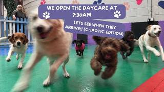 Dogs arriving at Doggy Daycare (Chaos Edition)!!!🥰😳