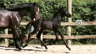 GreenHopes Lacour  2018