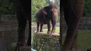 gajah 🐘 besar #shorts #viral #trending