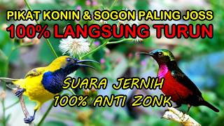 Suara Pikat Burung Kecil Paling Ampuh, Konin Vs Sogon Ribut