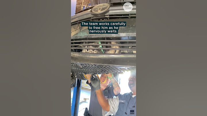 Puppy stuck in car grille after being hit gets dramatic rescue | Humankind #shorts #goodnews