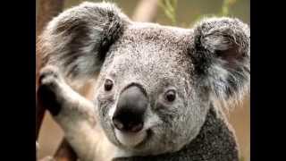random slideshow by xD FuSionS HD