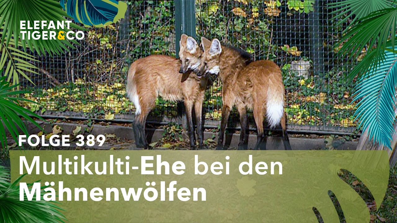 Zwei verliebte Mähnenwölfe (Folge 389) | Elefant, Tiger & Co. | MDR