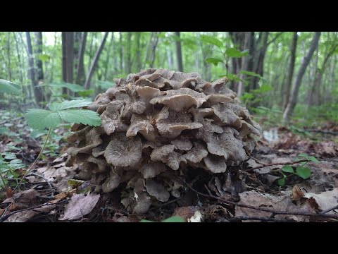 ГРИБ БАРАН ЦАРЬ ЛЕСА !!! ЖИВОРОДЯЩИЙ КАМЕНЬ ! Заяц спортсмен! Грибные новости 22 июня ! Грибы 2021 !