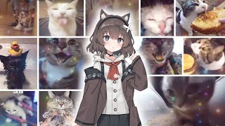 Nightcore - Chipi Chipi Chapa Chapa (Silly Cat Edit) + Lyrics