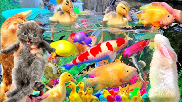 Bắt Các Con Vật Dễ Thương, Vịt Con Cá Cảnh, Mèo Dễ Thương, Rùa Thỏ, Cá Vàng Bơi, Koi, Con Sâu