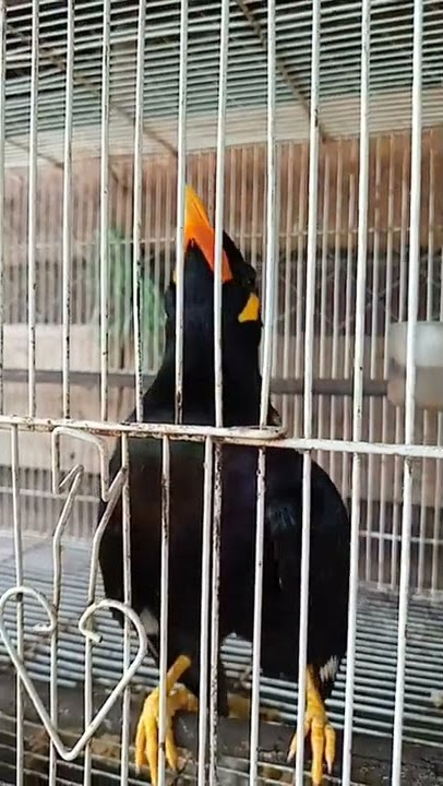 burung beo ketawa lucu😃 #shorts