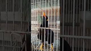 burung beo ketawa lucu😃 #shorts