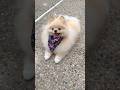 Unconditional Love ❤️ cute puppy dog 🐶 #cute #puppy #dog #pomeranian #shorts