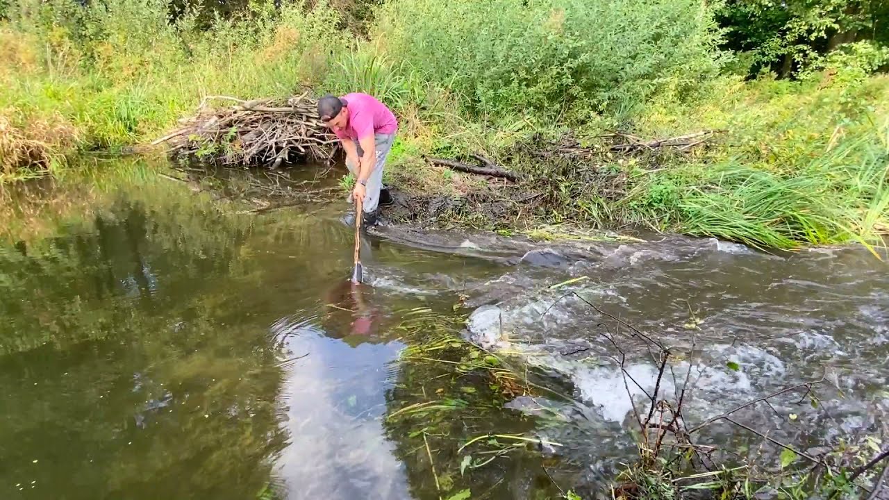 BEAVER DAM REMOVAL BEAVERS GETTING FLEX YouTube