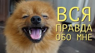 🌟ПОМЕРАНСКИЙ ШПИЦ / уход / питание / покупка🌟🌟🌟