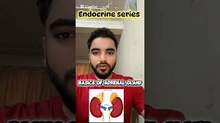 Adrenal Gland. #endocrinesystem #cerebellum #viral #inicet #neetpg #@dramitofficial #medicalstudent