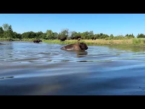 Bison Swimming Pool