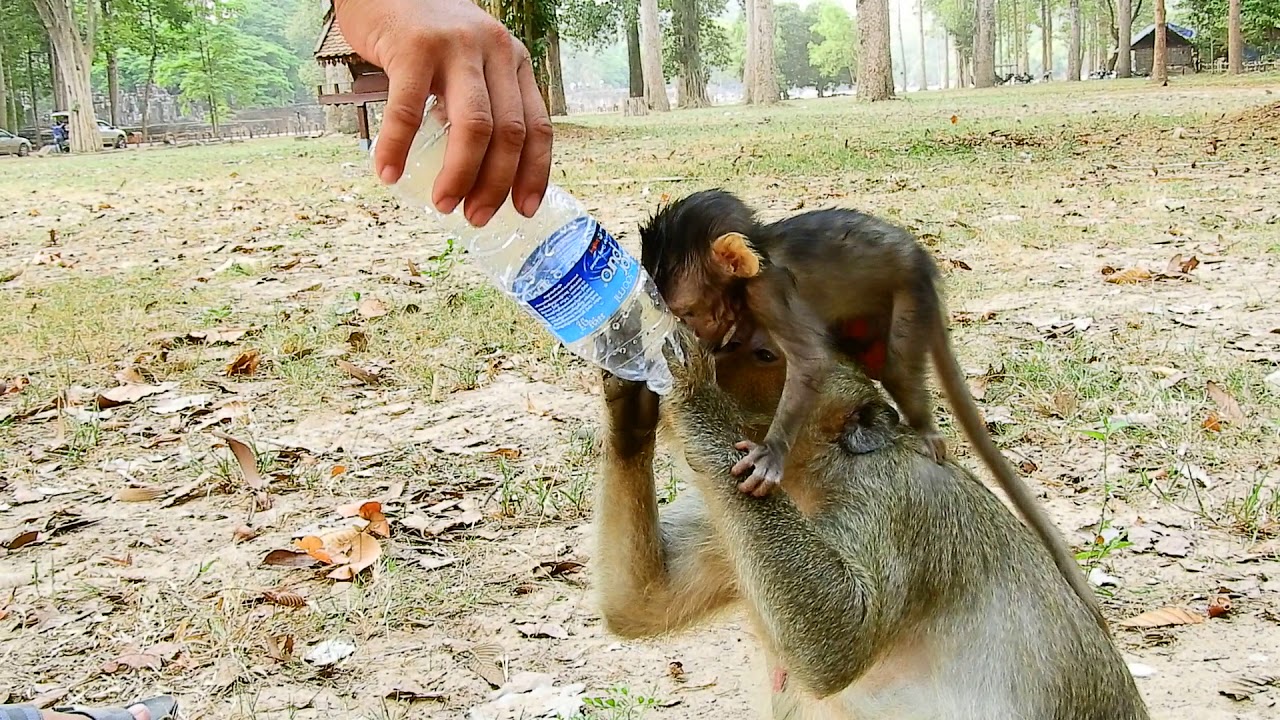 elsa dress Pity Timo S0 Thirst but Scared small monkey & Big monkey,