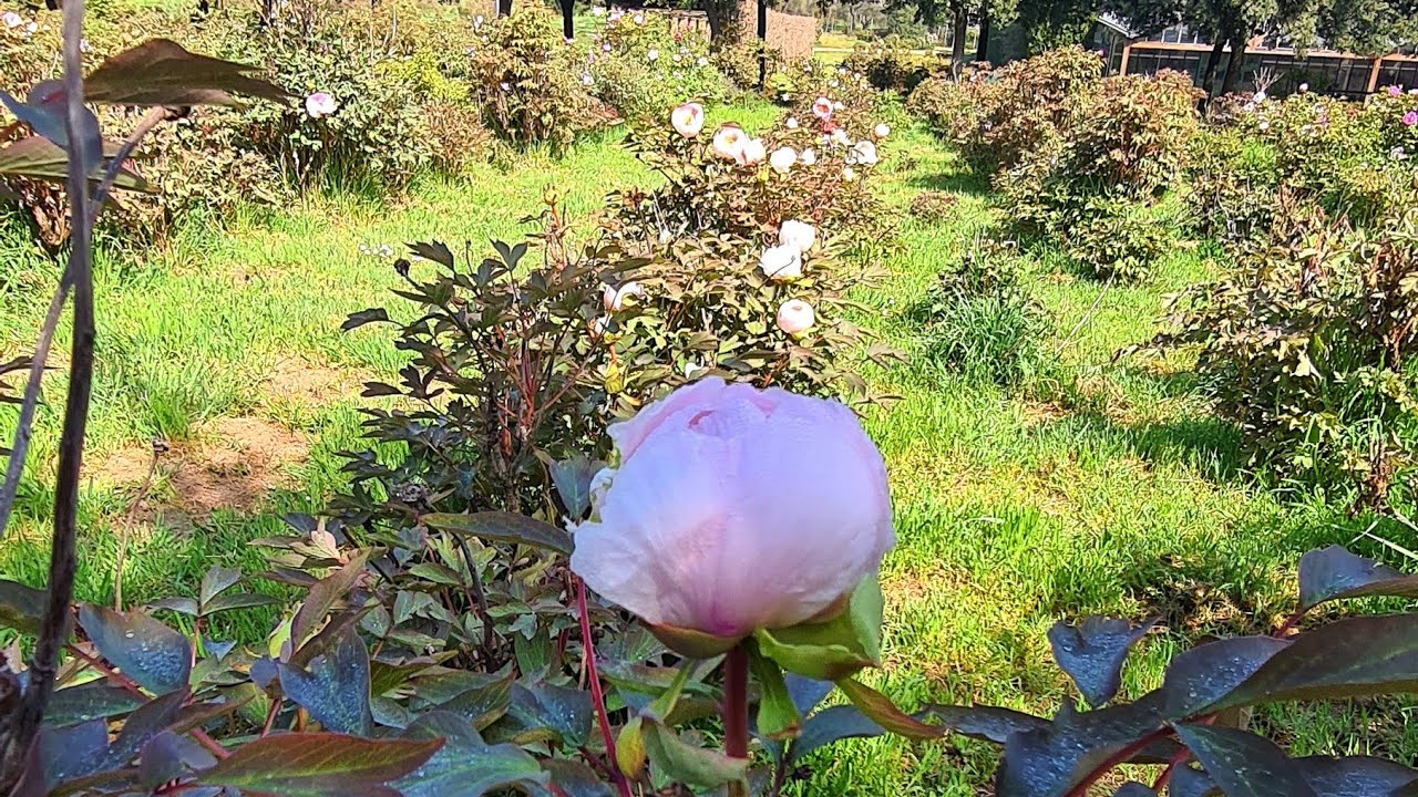 PEONIE |Che differenza c'è tra Peonia arbustiva e Peonia erbacea? || verdi e contenti