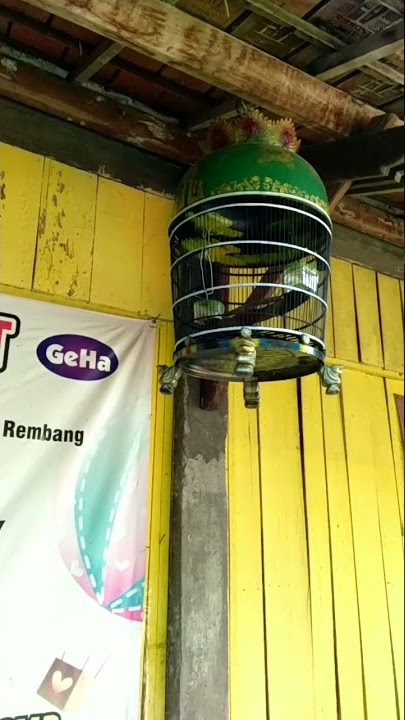 Perkutut suara triple, cocok untuk pancingan