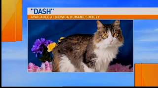 Nevada Humane Society gears up for Cat Convention
