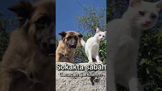 Sokakta sabah #şarkılarım #canacan38 #catscanacan #canacan #sokaktasabah