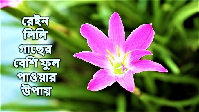 Porno uchrashdi va jinsiy aloqada boldi Sofi Evans eri Toni Ribas bilan jinsiy aloqada boladi.